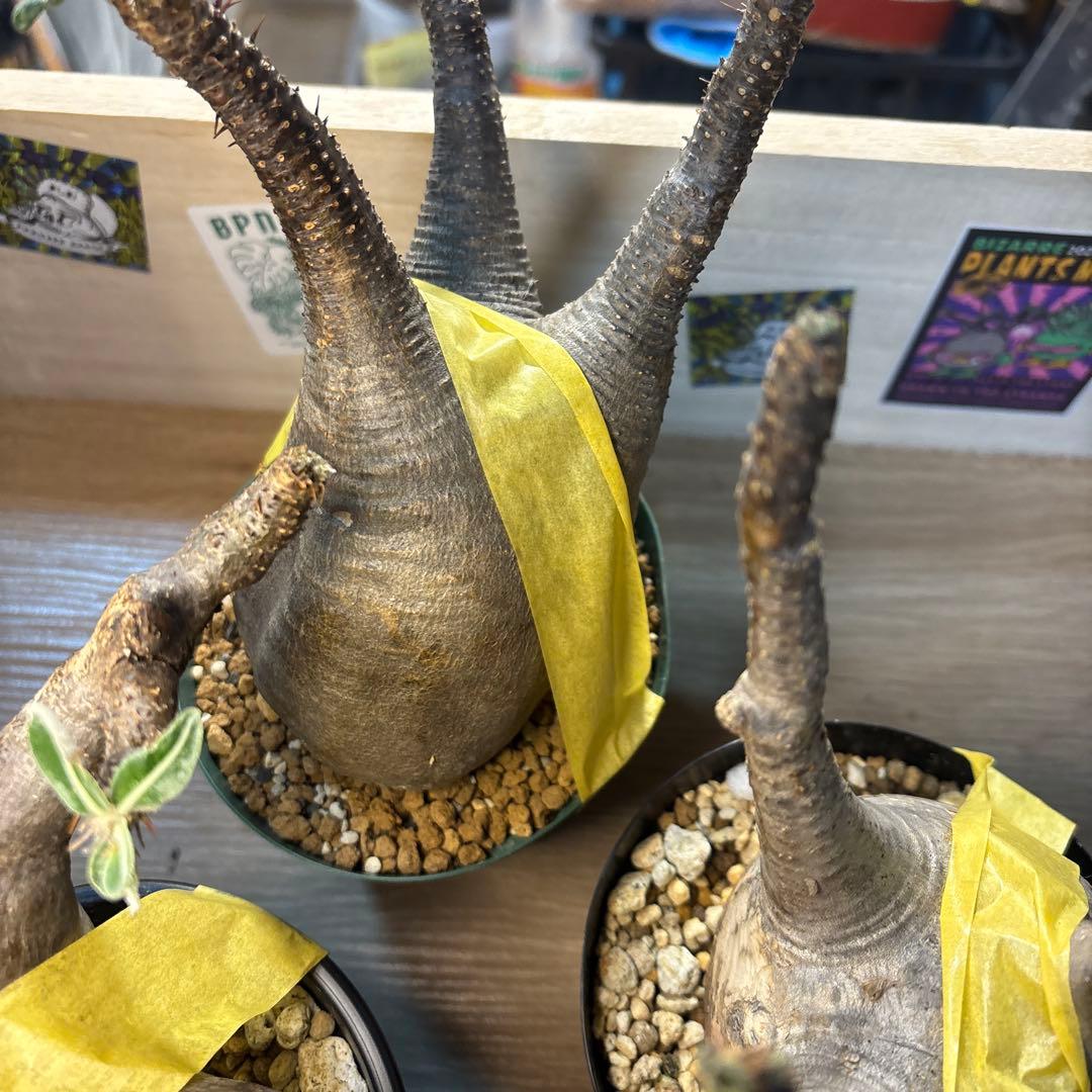 エ*リ様 塊根植物 グラキリス　発根管理中　現地球