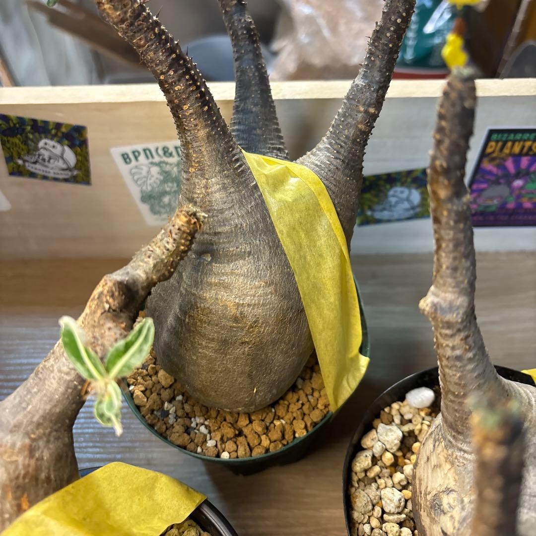 エ*リ様 塊根植物 グラキリス　発根管理中　現地球