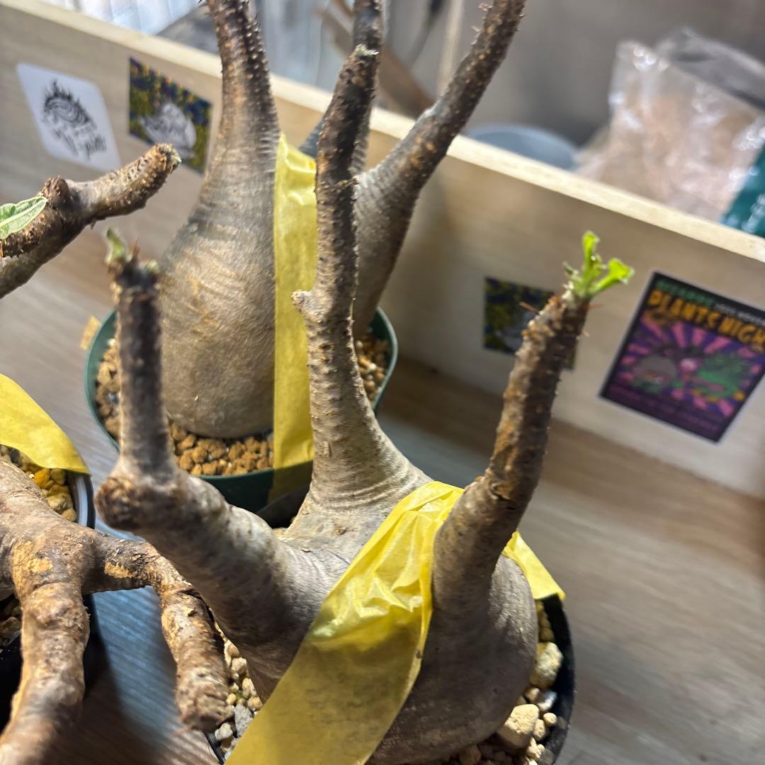 エ*リ様 塊根植物 グラキリス　発根管理中　現地球