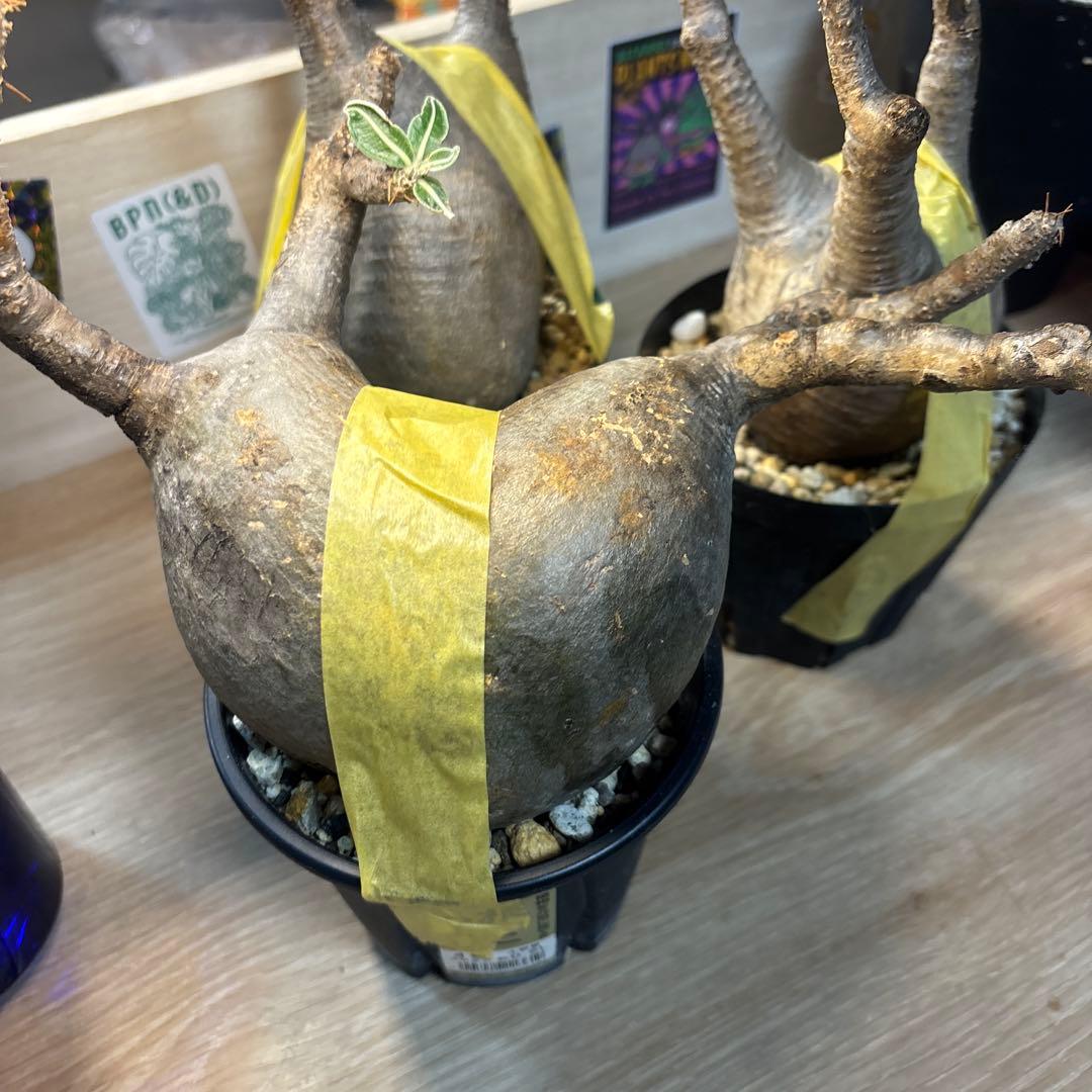 エ*リ様 塊根植物 グラキリス　発根管理中　現地球