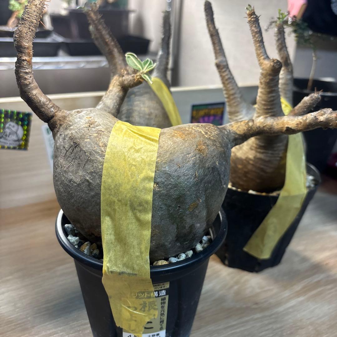 エ*リ様 塊根植物 グラキリス　発根管理中　現地球