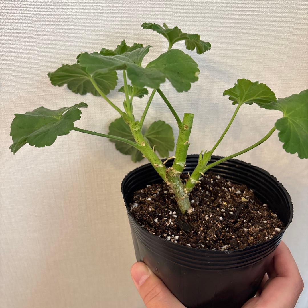 リピーター割引　日本初海外品種ゼラニウム　希少品種ゼラニウムR