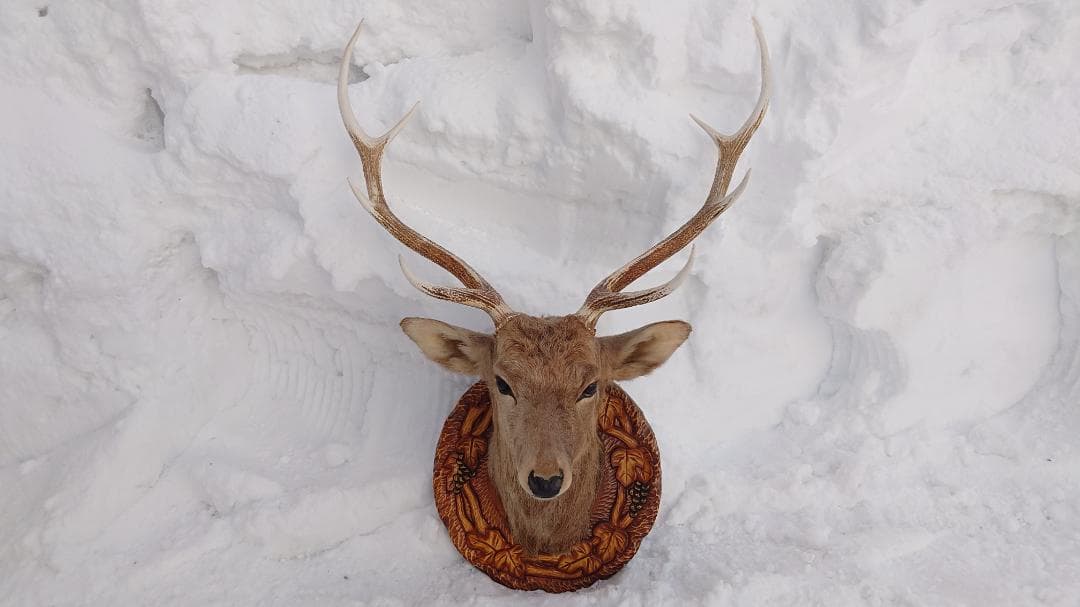 鹿 剥製 角 エゾ鹿 - メルカリ