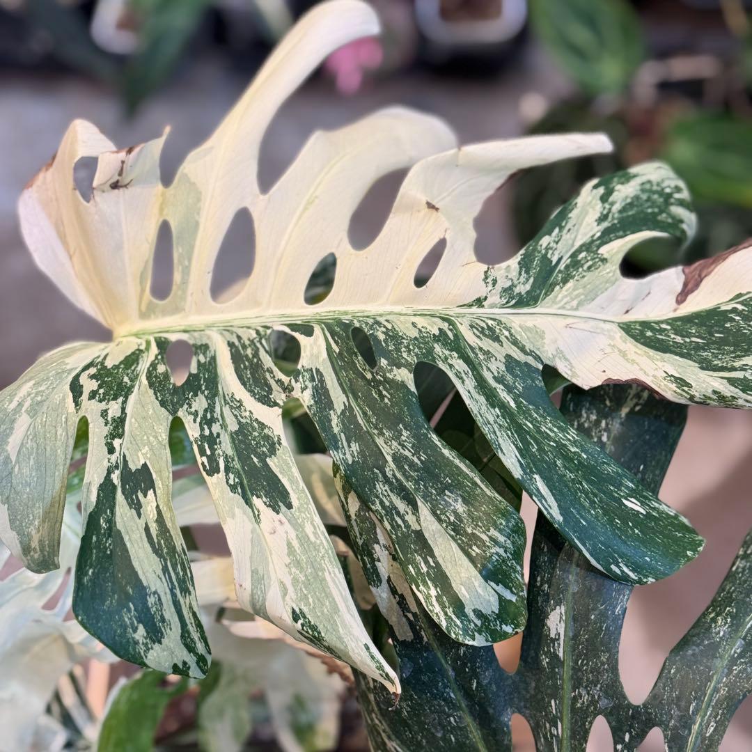 65 モンステラ ハイブリッド ホワイトフェアリー 花宇宙クンゾウ社長