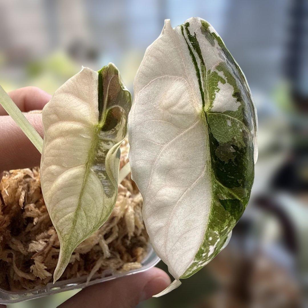 希少 アロカシア アズラニー ピンクアルボ - メルカリ