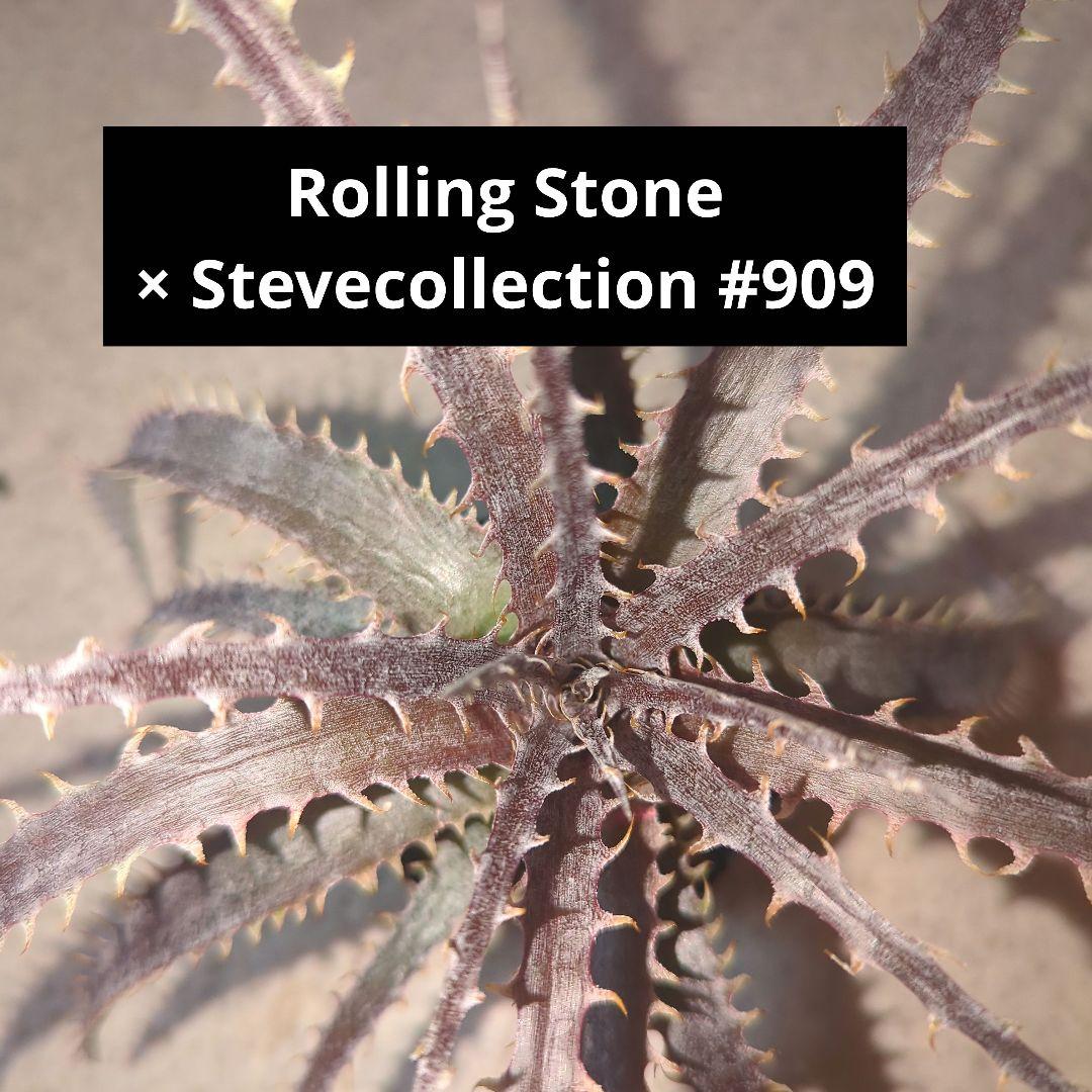 ディッキア ポットごと発送 ⑭ - メルカリ