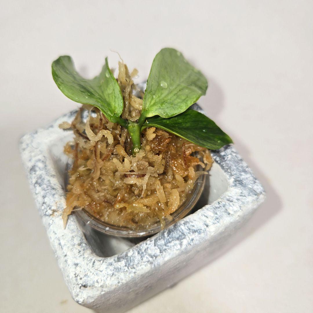 Hoya polyneura silver カット苗