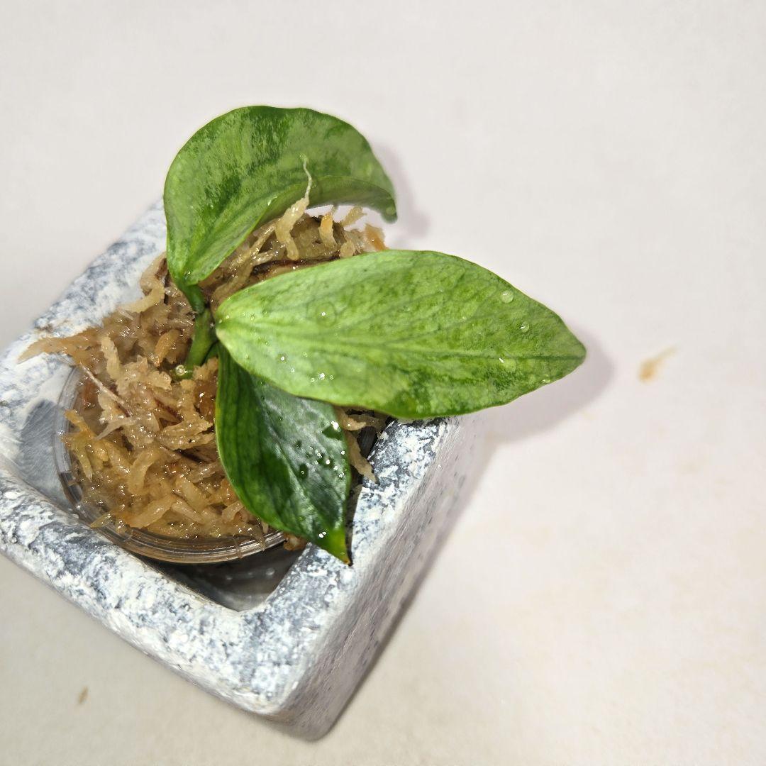 Hoya polyneura silver カット苗