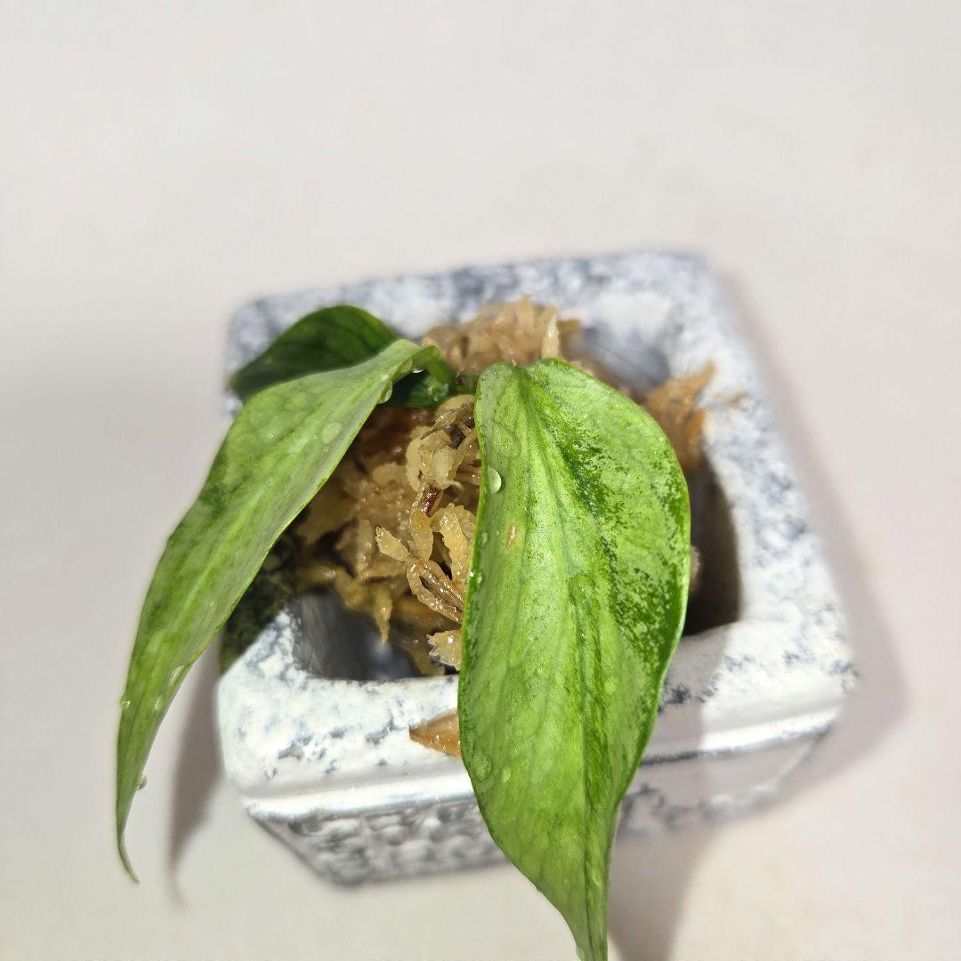 Hoya polyneura silver カット苗