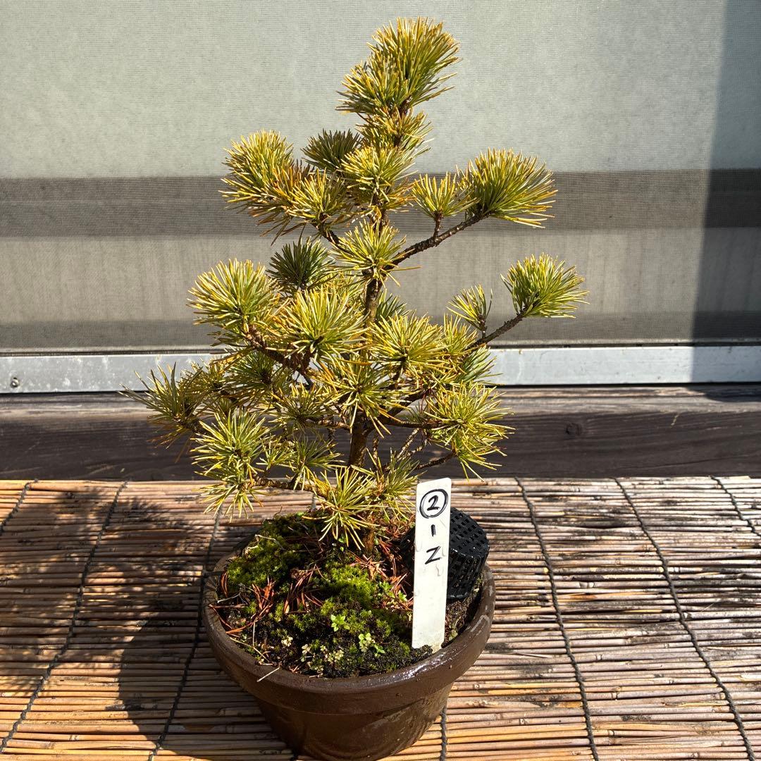 ☆盆栽☆ 赤石五葉松【Z-2】9年物 ☆愛媛県より発送☆ - メルカリ