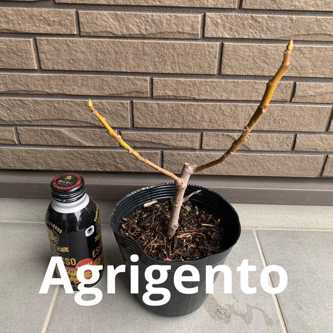 なたまめ農園※※焙煎したて発送中※※様 リクエスト