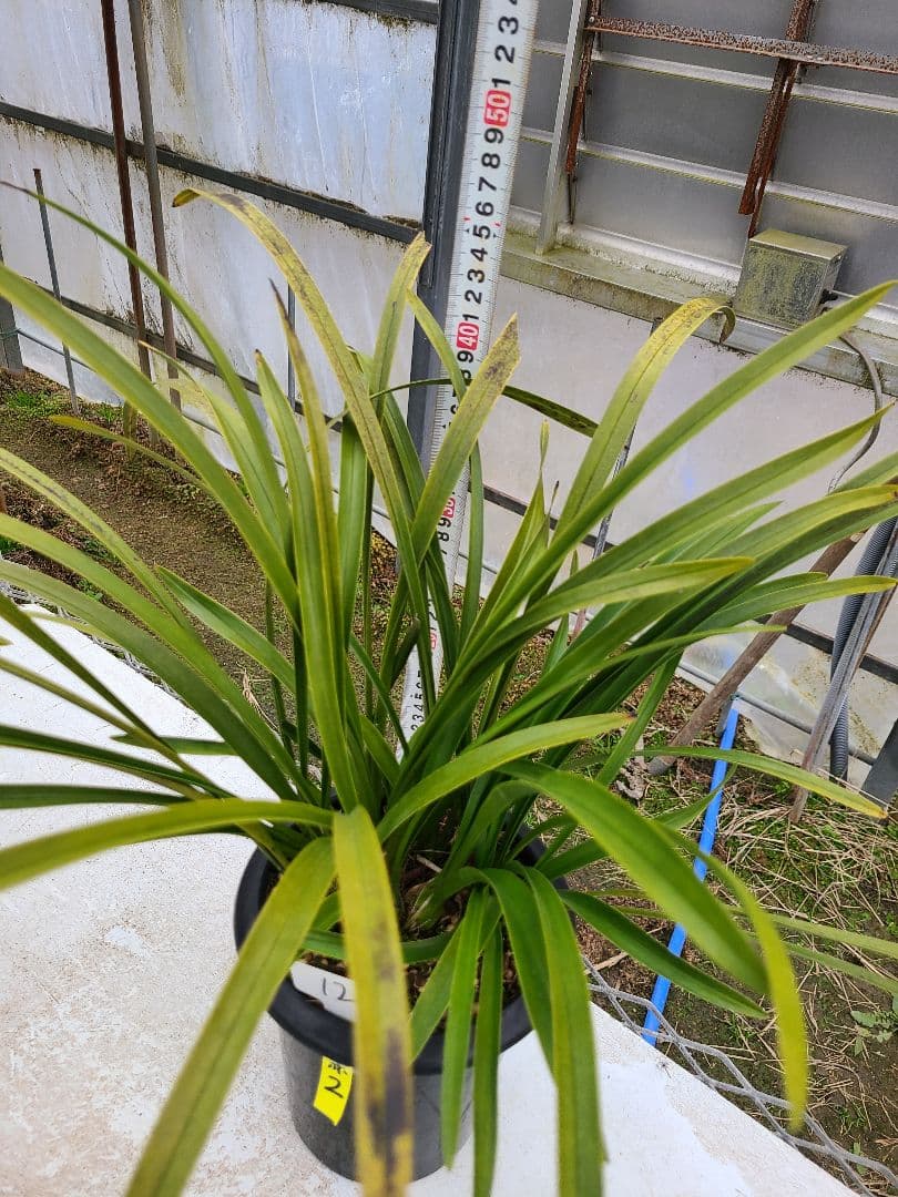その他観葉植物 cozy