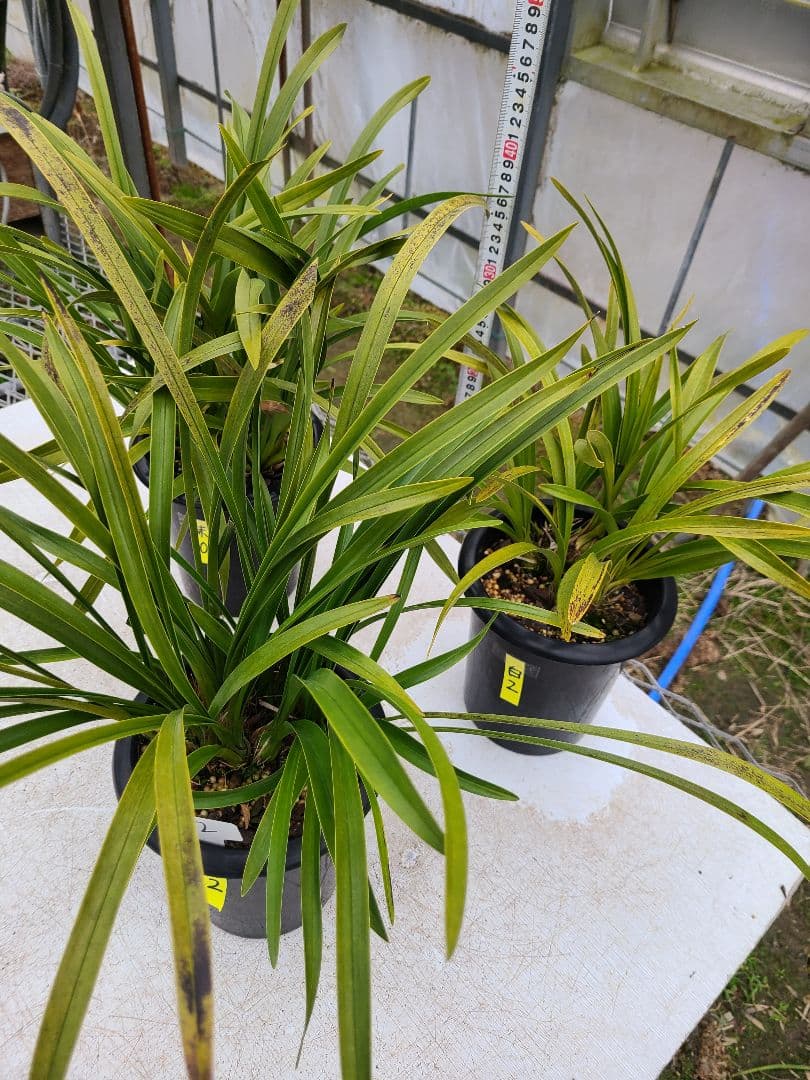 その他観葉植物 cozy