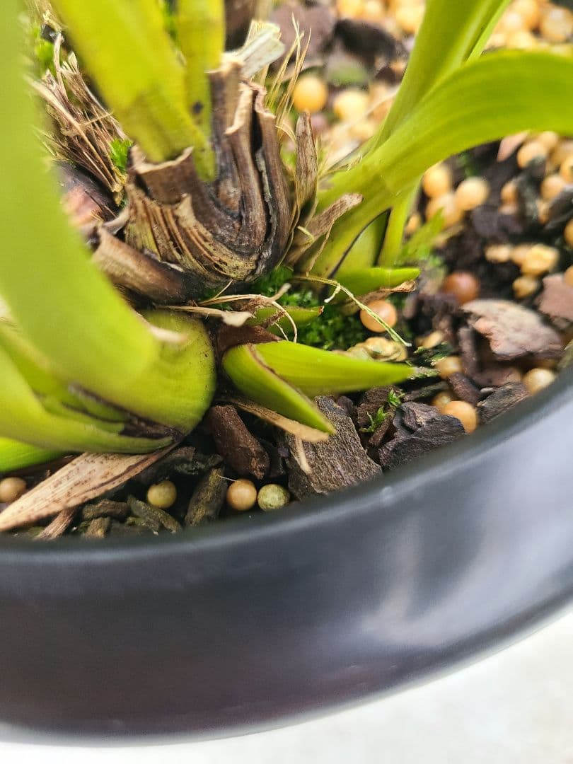 その他観葉植物 cozy