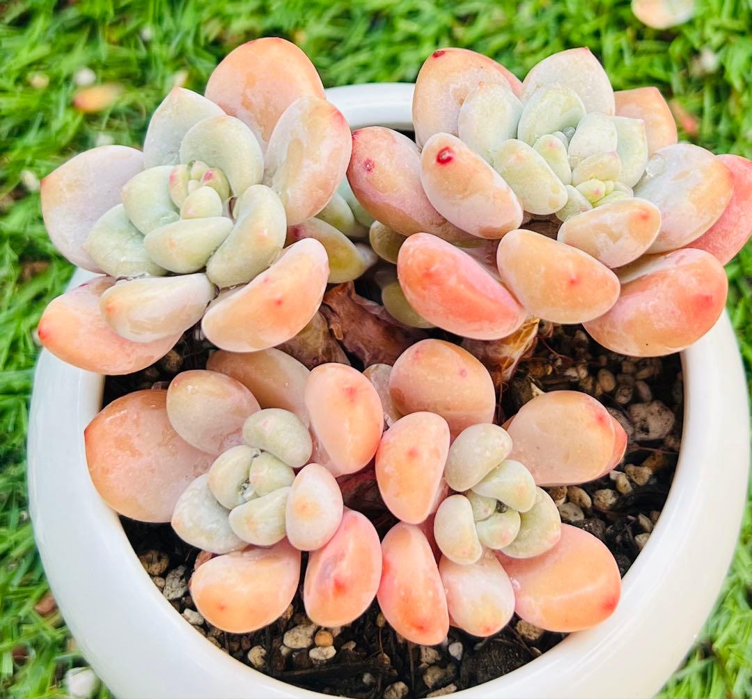 多肉植物 桜洛神 木立群生5頭 エケベリア韓 抜き苗 写真通りに 根付き