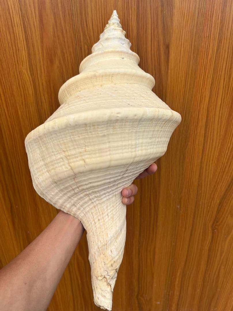 アラフラオオニシ　法螺貝　インテリア オブジェ　2.8kg 全長約52cm