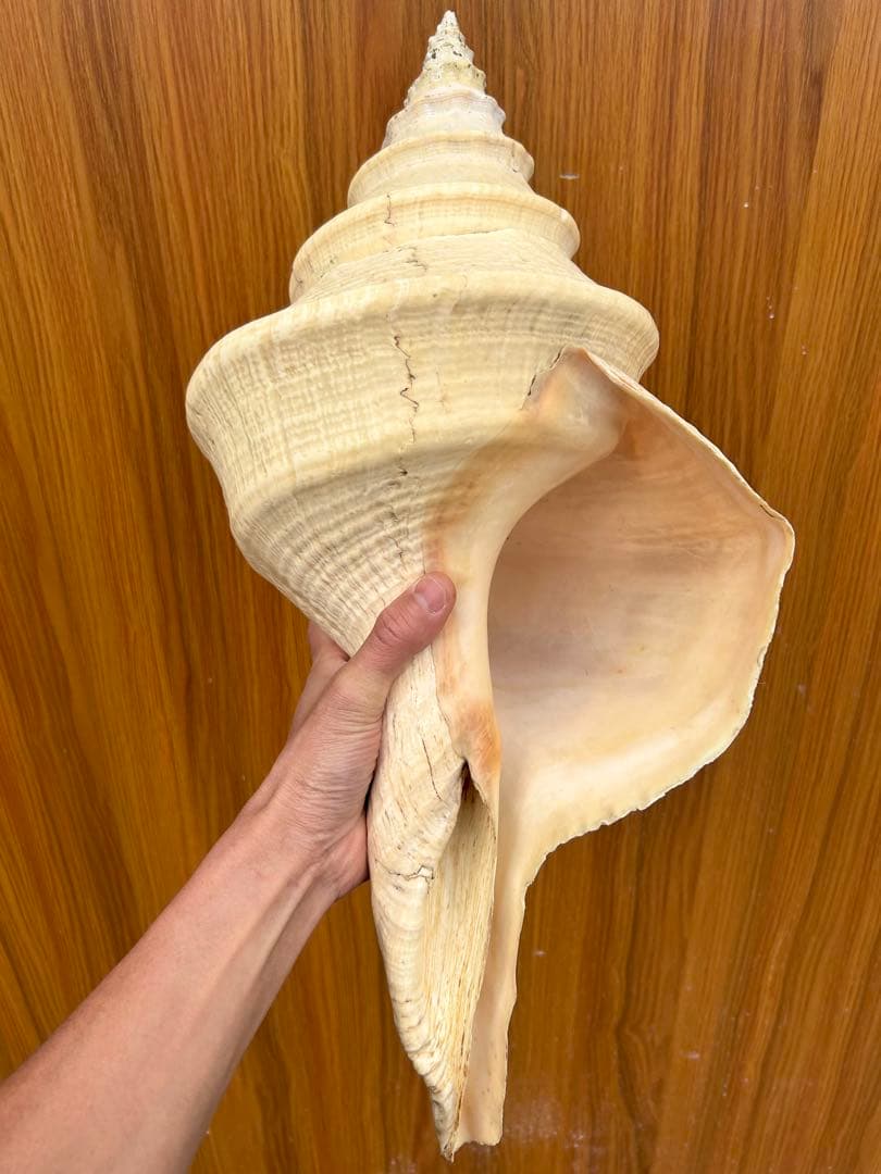 アラフラオオニシ　法螺貝　インテリア オブジェ　2.8kg 全長約52cm