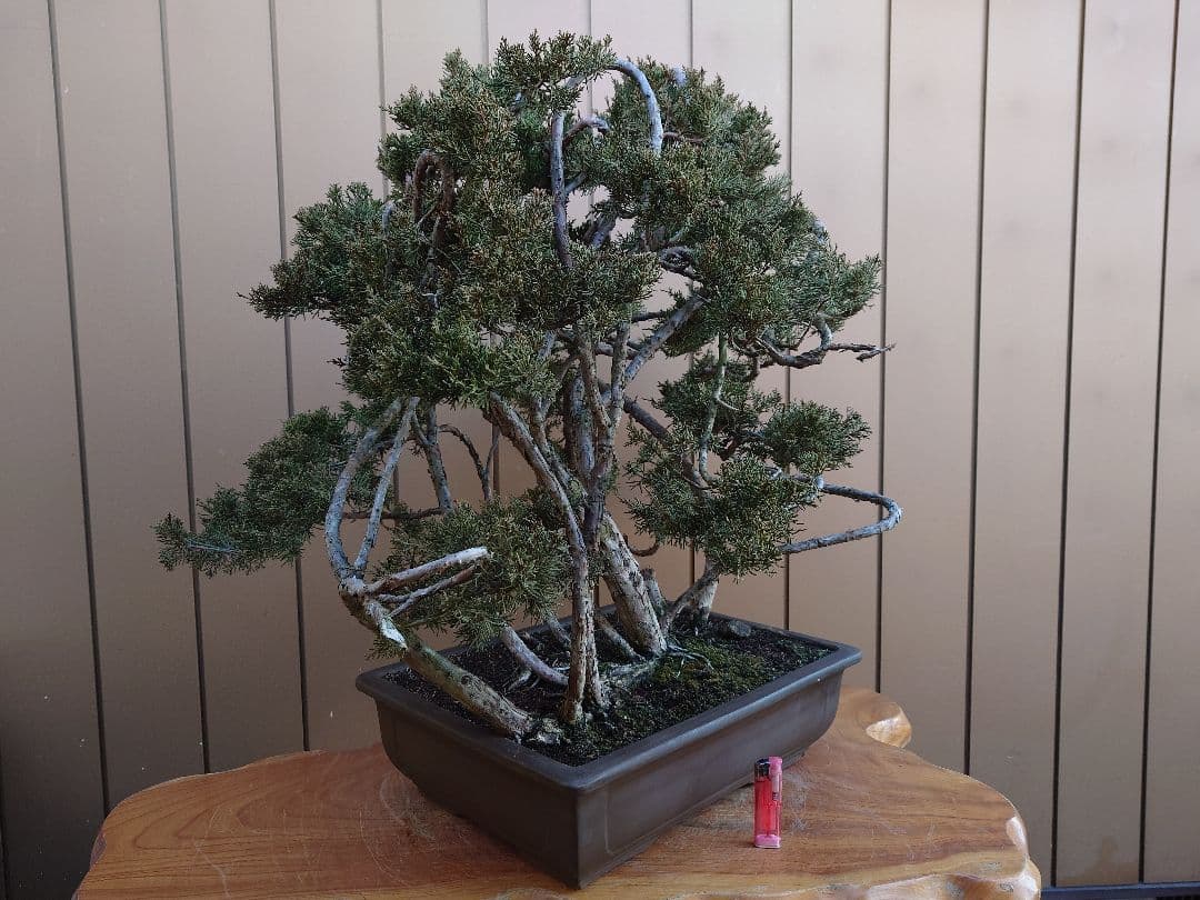 ※引取限定※　盆栽　糸魚川真柏　樹高63cm