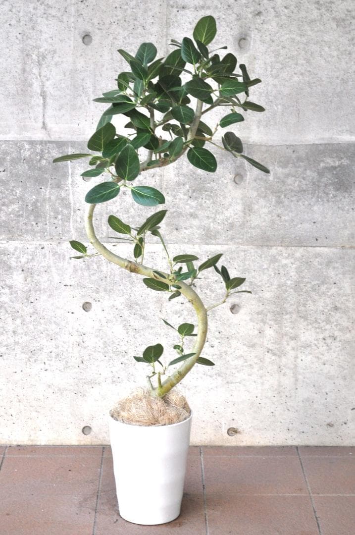 フィカス ベンガレンシス 8号 136cm S-shaped tree form