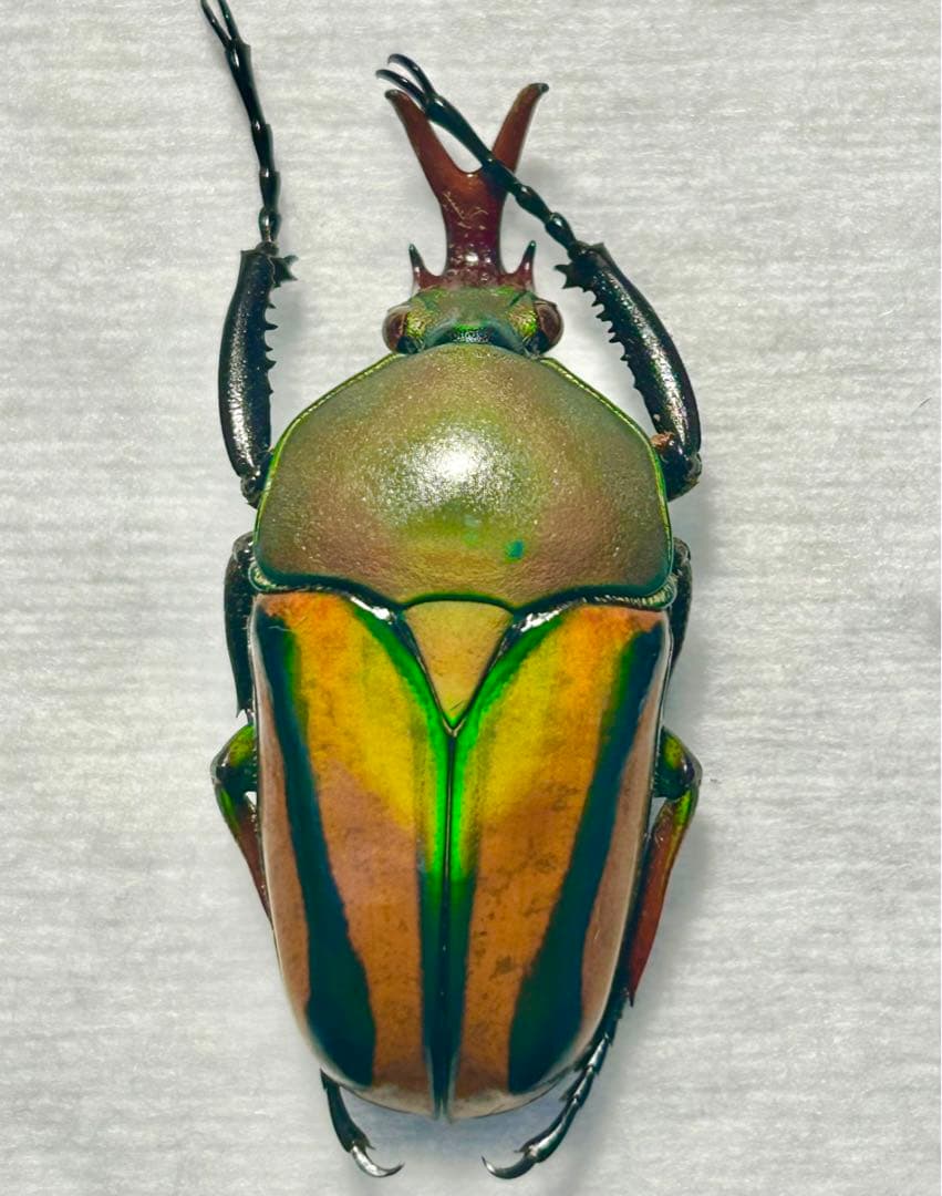 サスマタカナブン色々 みうみう様専用