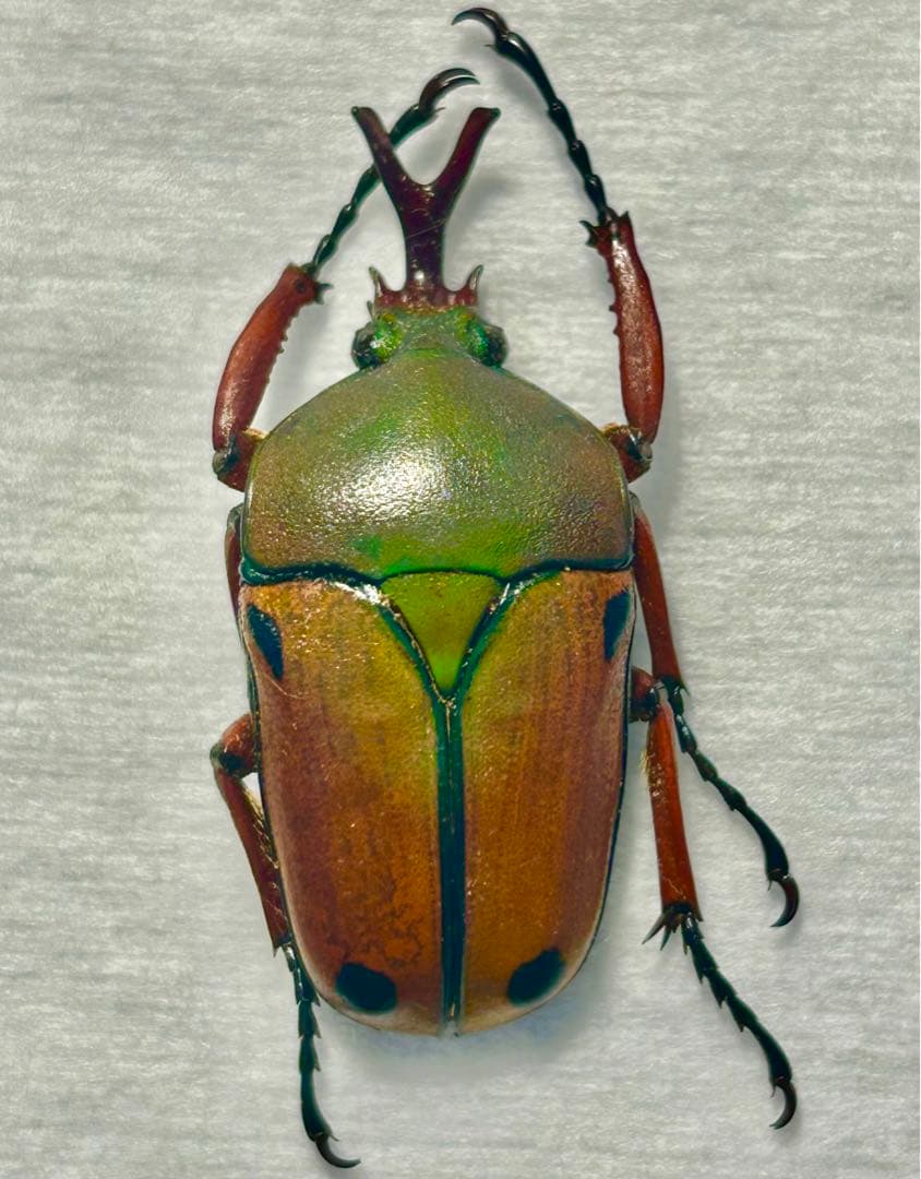 サスマタカナブン色々 みうみう様専用