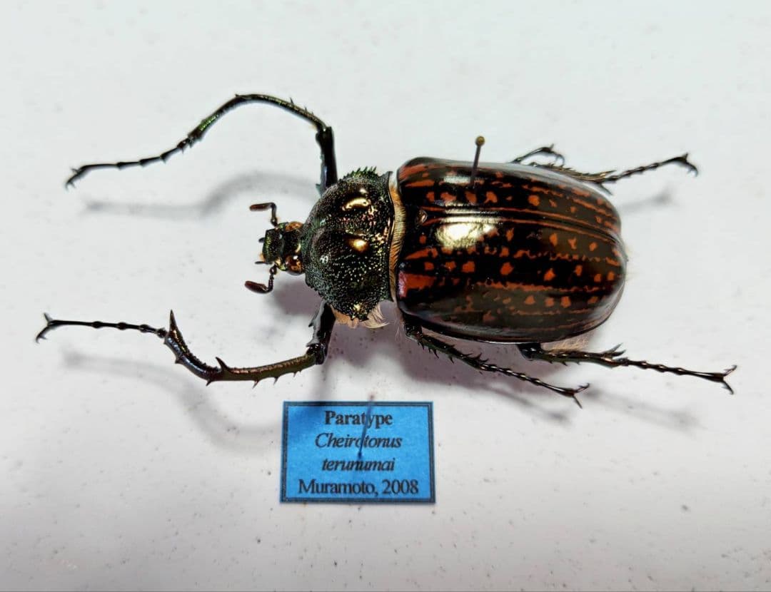 昆虫標本コガネムシ