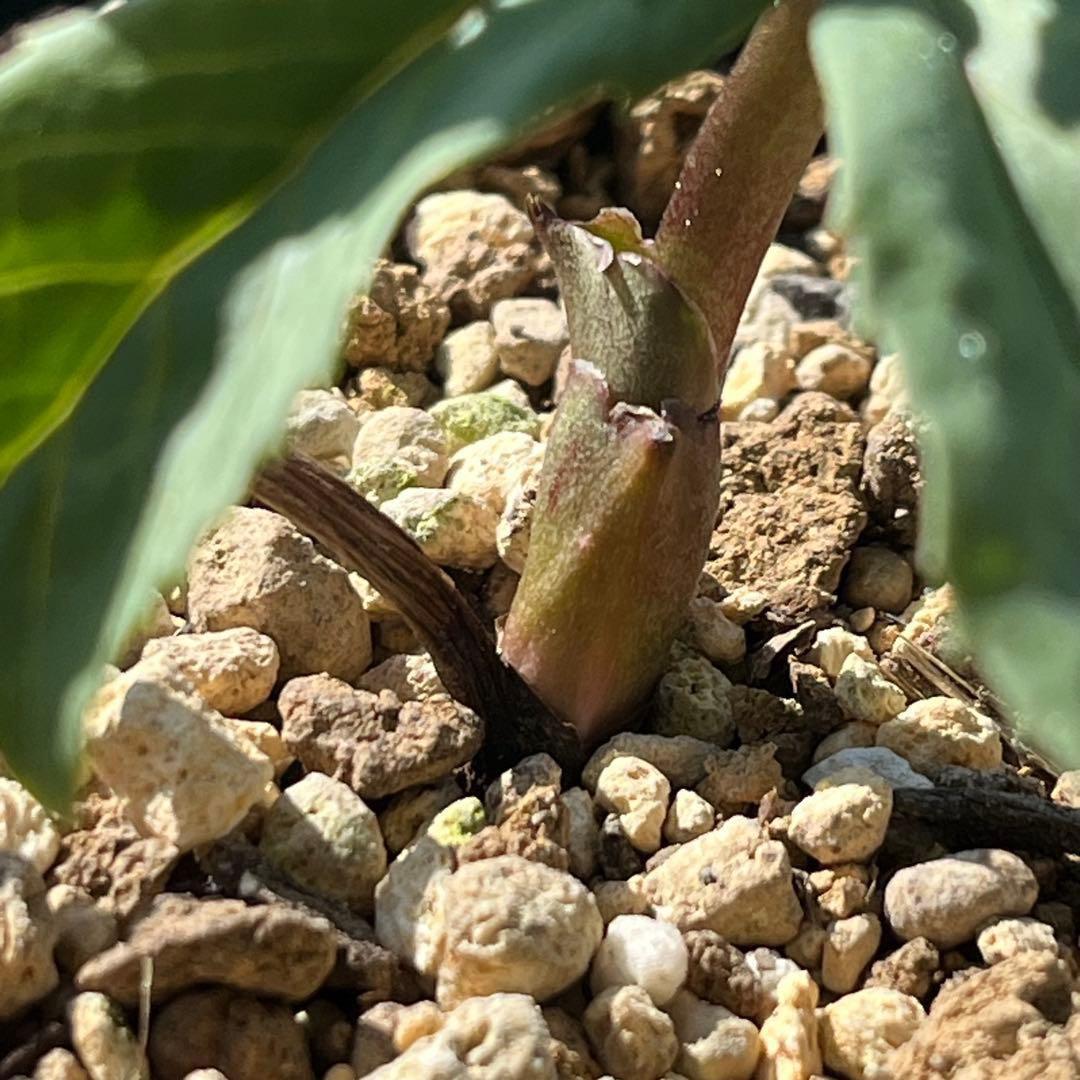 N*e様 ☘️入手困難☘️長期保有株☘️❤️しっかりプックリ新芽❤️634⭐️超