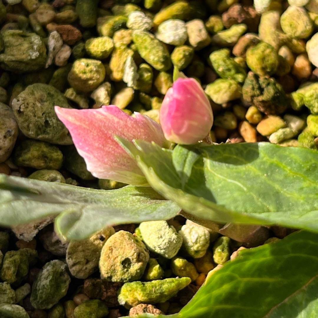 N*e様 ☘️入手困難☘️長期保有株☘️❤️しっかりプックリ新芽❤️634⭐️超