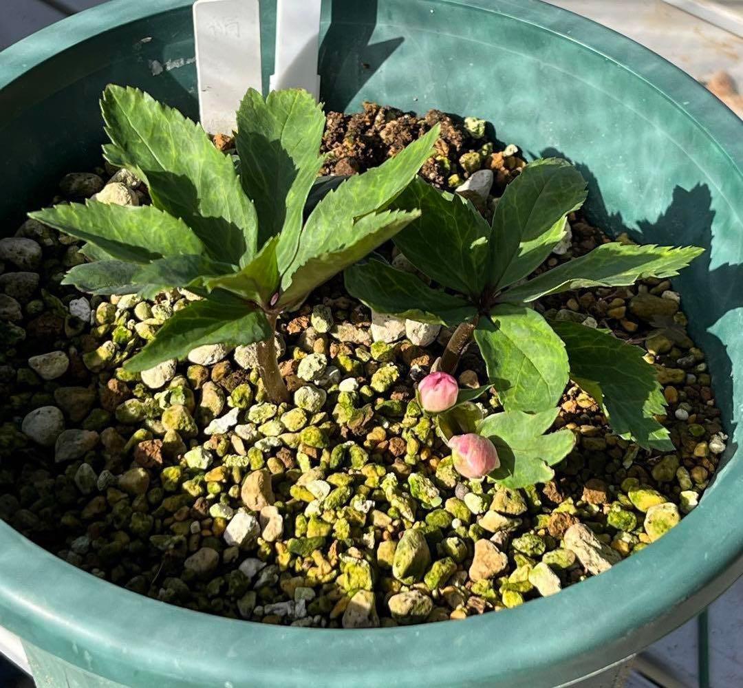 N*e様 ☘️入手困難☘️長期保有株☘️❤️しっかりプックリ新芽❤️634⭐️超