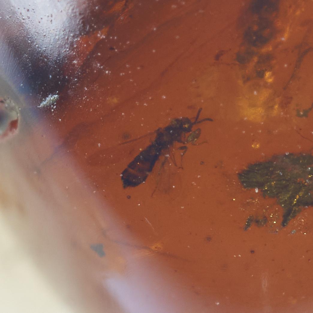 ZB143虫入り琥珀化石 ミャンマー カムティかタナイ産 9900万年前