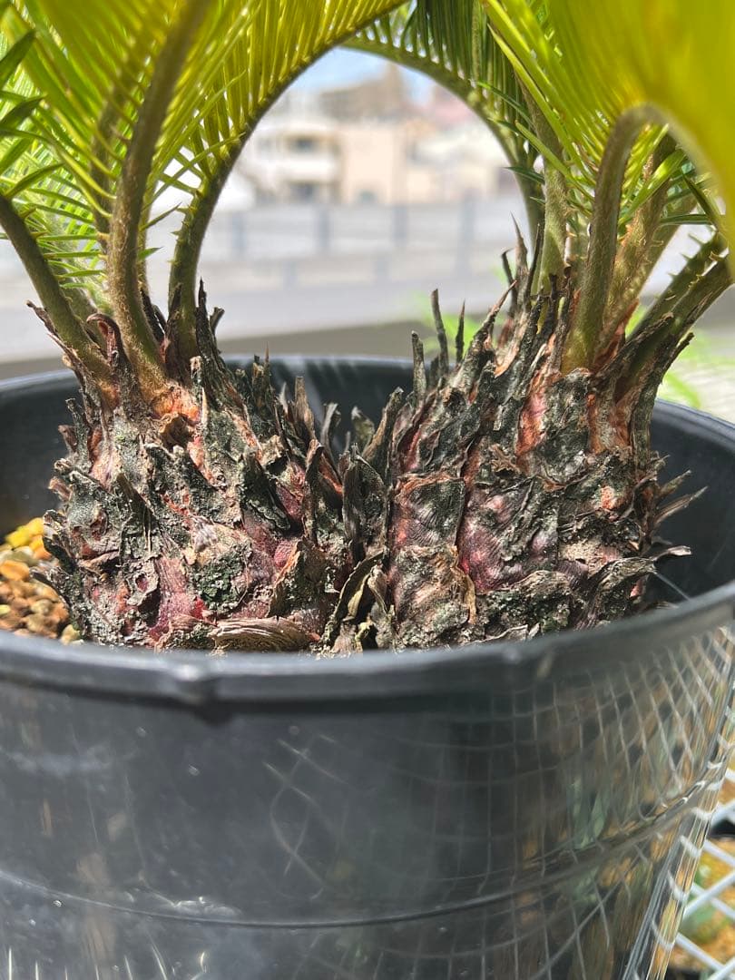 斑入りソテツ 双頭 / 沖縄産 極希少 極上個体 蘇轍 錦 - メルカリ