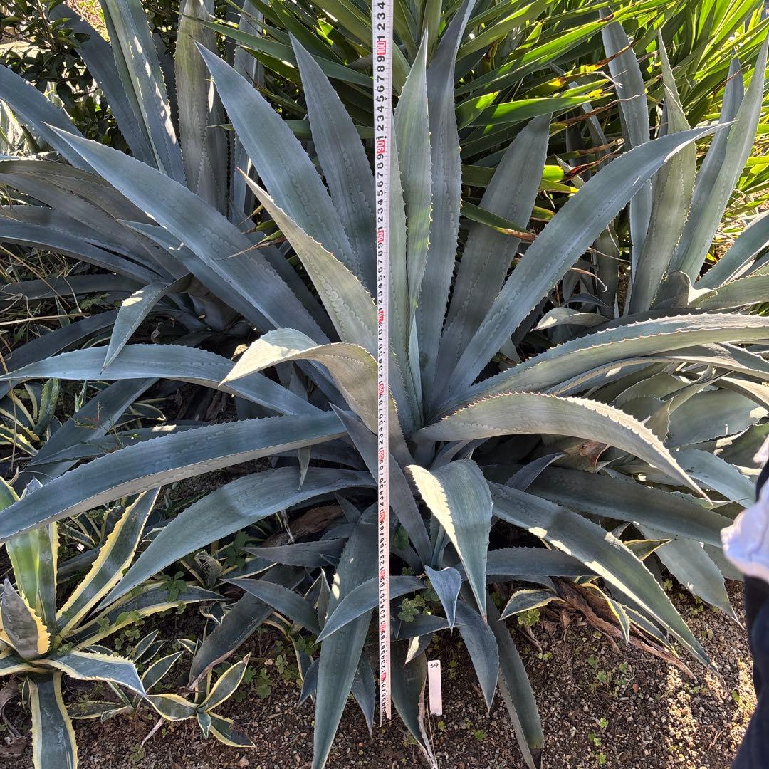 特大 巨大 アガベ アメリカーナ オアハカエンシス ドライガーデン 34