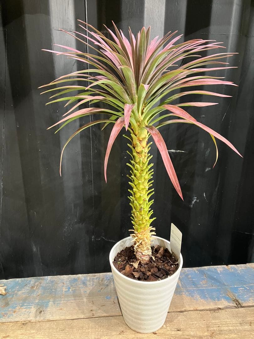 人気❗️ ユッカ デスメティアーナ ロックガーデン ドライガーデン