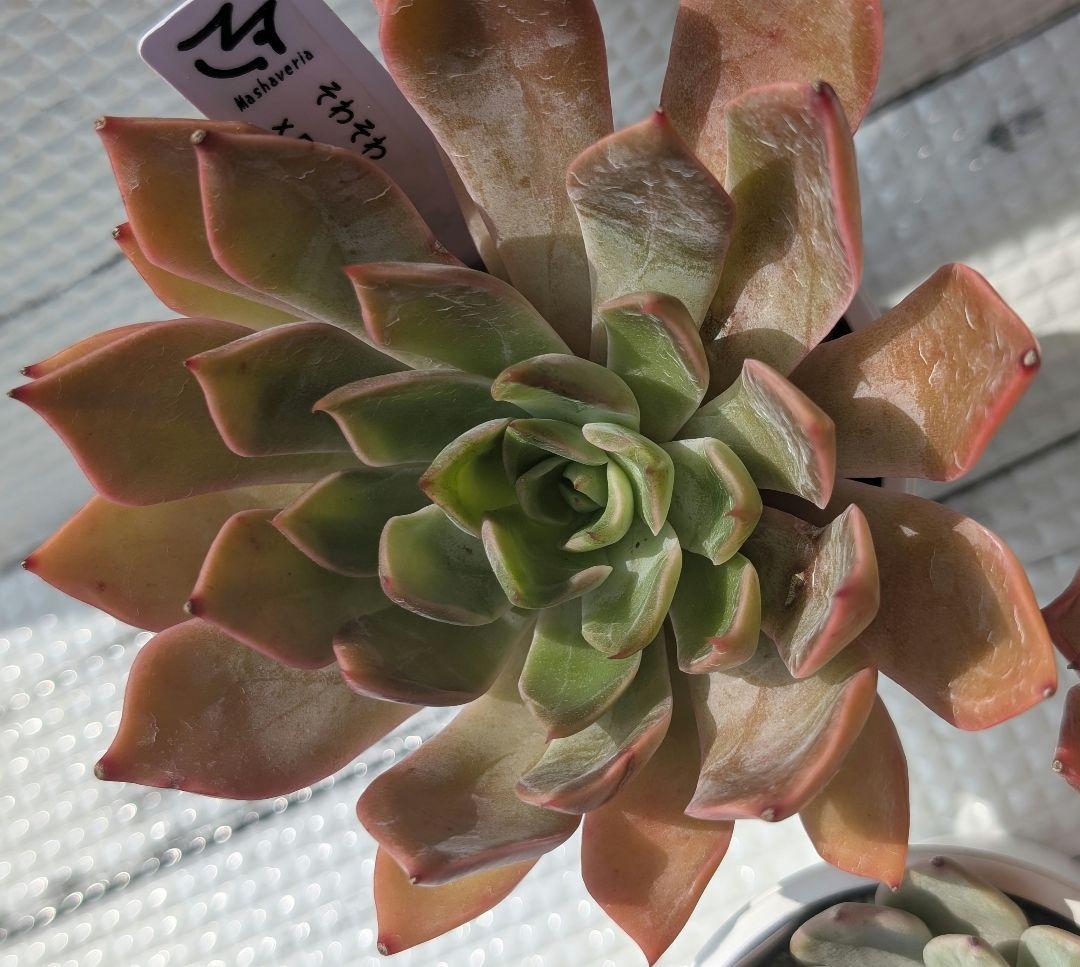 マシャさん苗 熟株 3苗セット 札付き