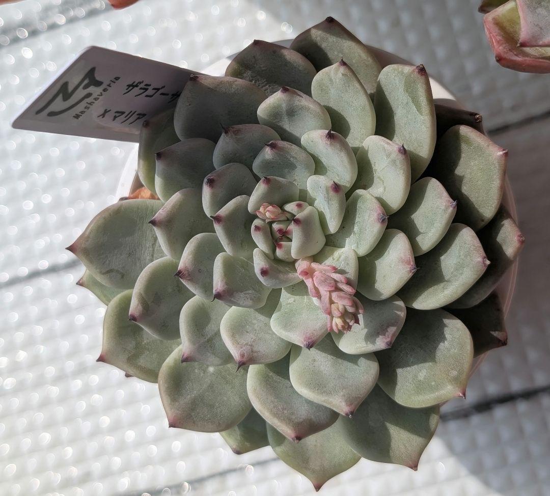 マシャさん苗 熟株 3苗セット 札付き