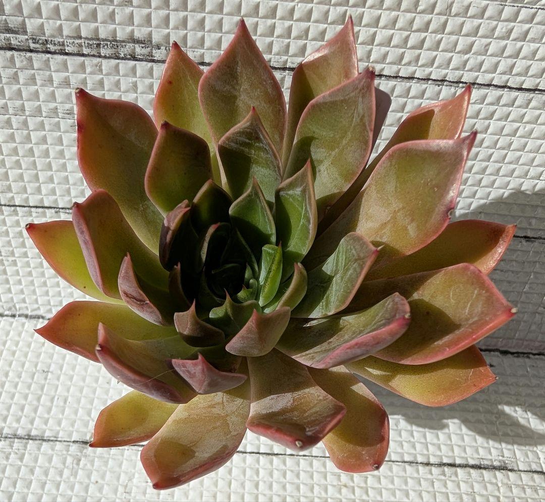 マシャさん苗 熟株 3苗セット 札付き