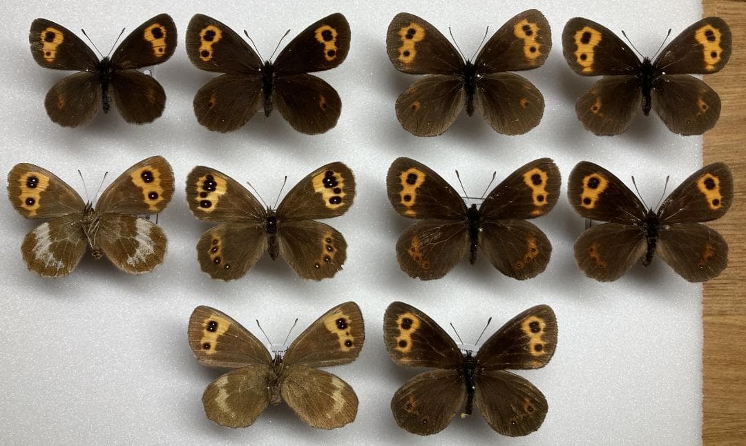 ベルサンタ　蝶詰め合わせ