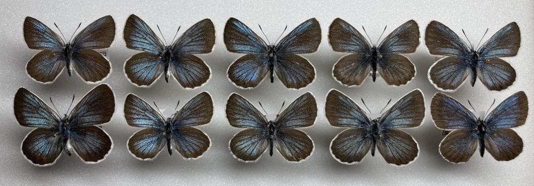 ベルサンタ　蝶詰め合わせ