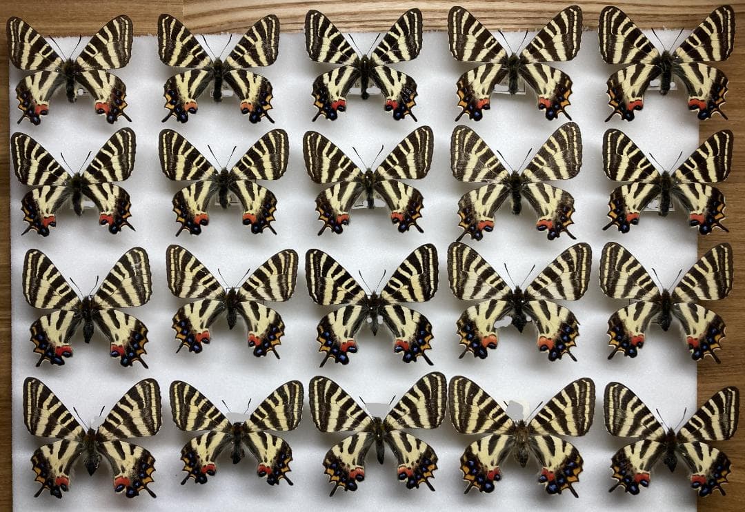 ベルサンタ　蝶詰め合わせ