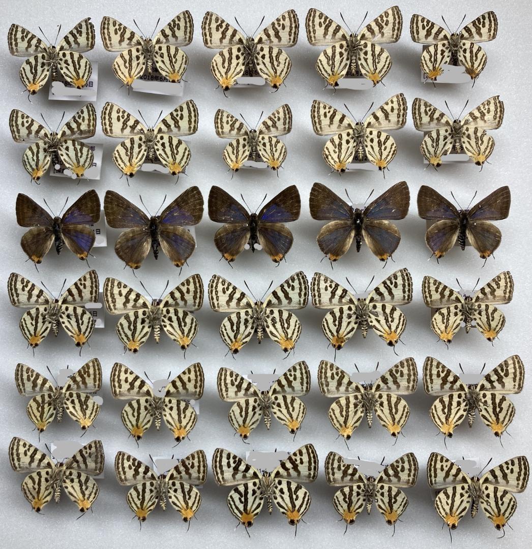 ベルサンタ　蝶詰め合わせ