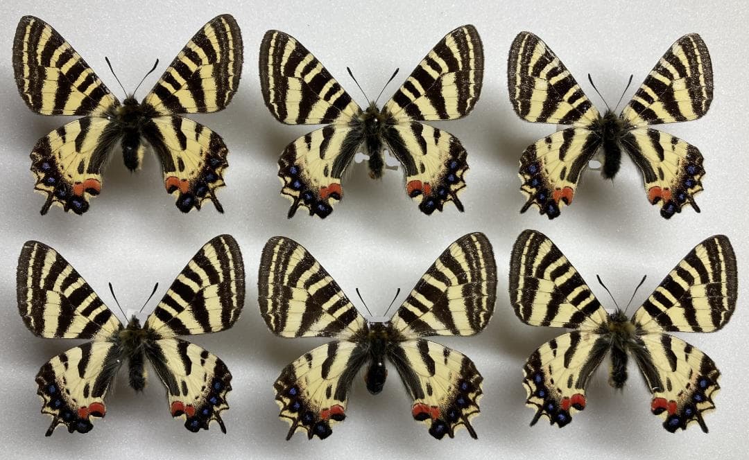 ベルサンタ　蝶詰め合わせ