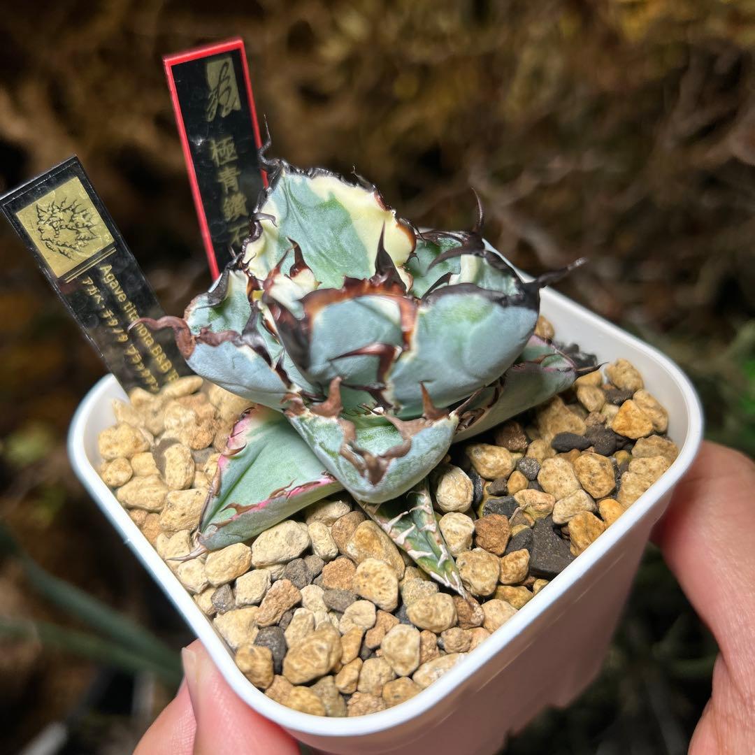 超コンパクト】 チタノタ BB錦 白覆輪斑 ブラックアンドブルー錦 発根