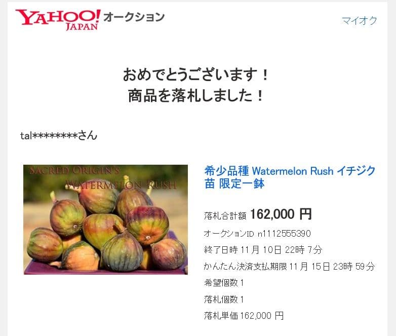 ①◇イチジク穂木2本◇ウォーターメロンラッシュ①【親木の写真あり