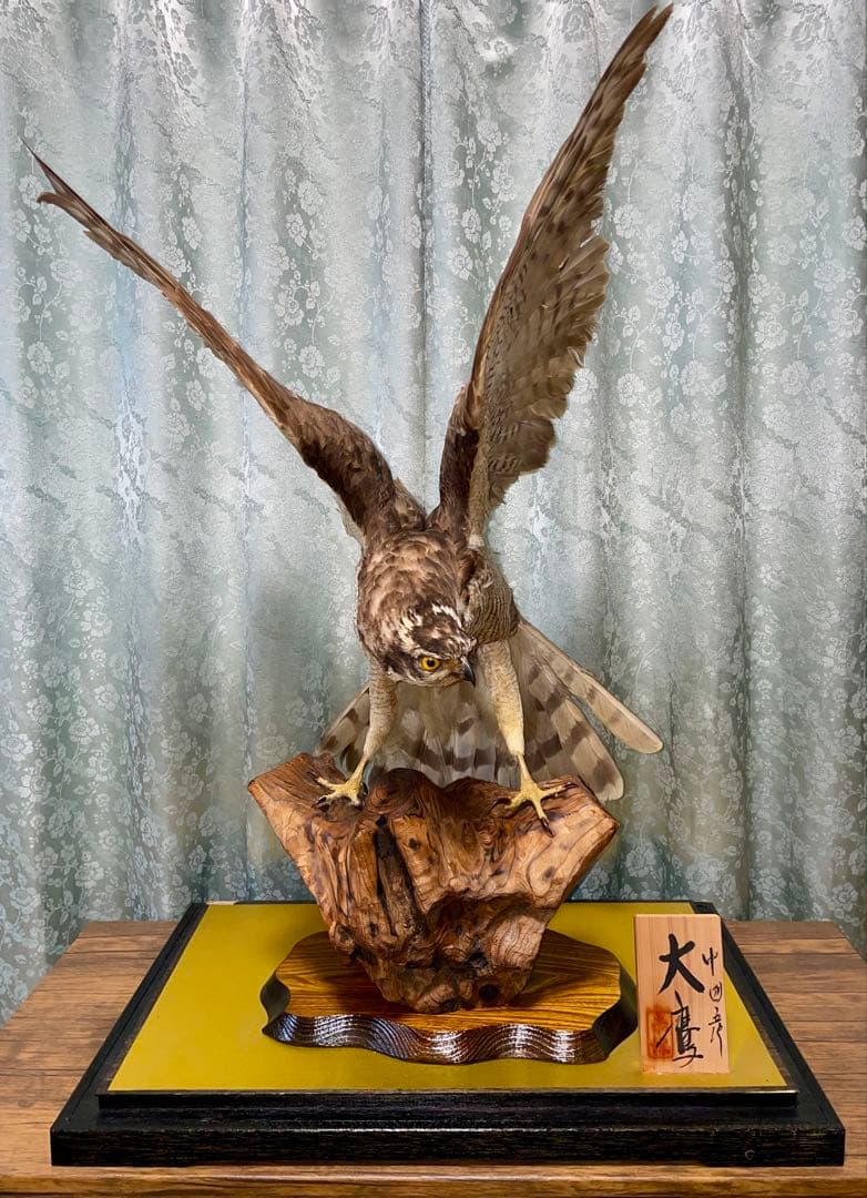 直接取引限定】大鷹 剥製 アンティーク 置物 オブジェ コレクション