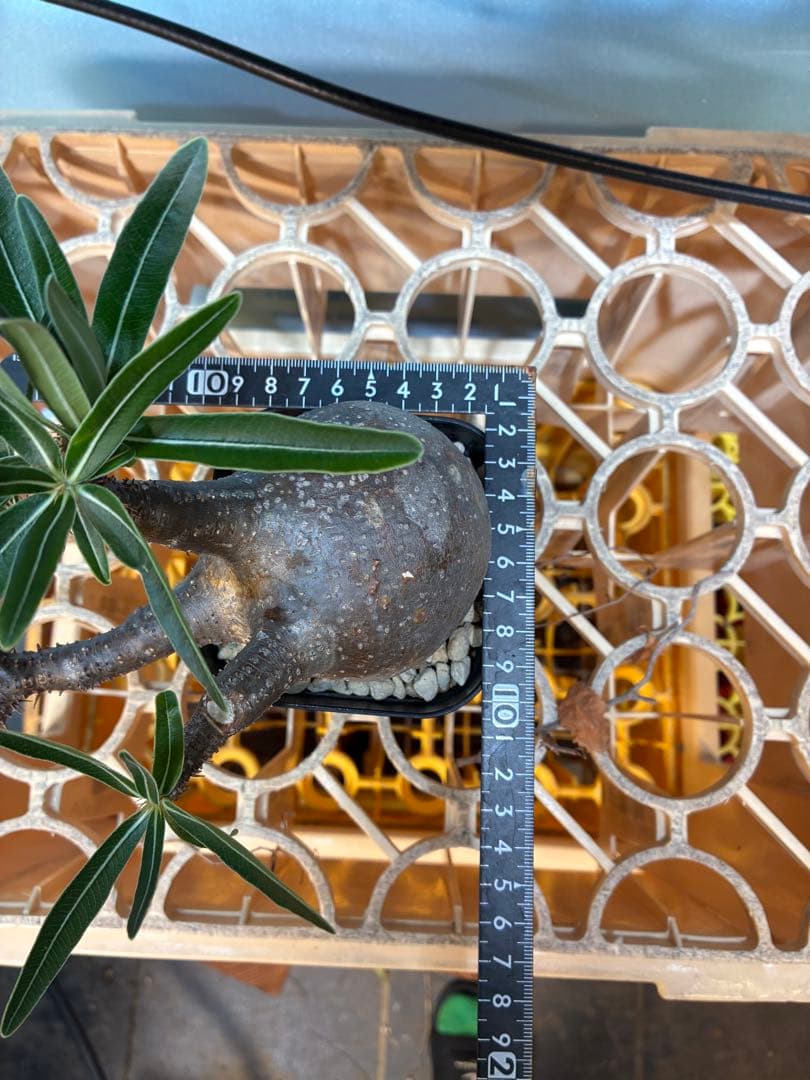 パキポディウム グラキリス　　【現地球】 発根済　良型