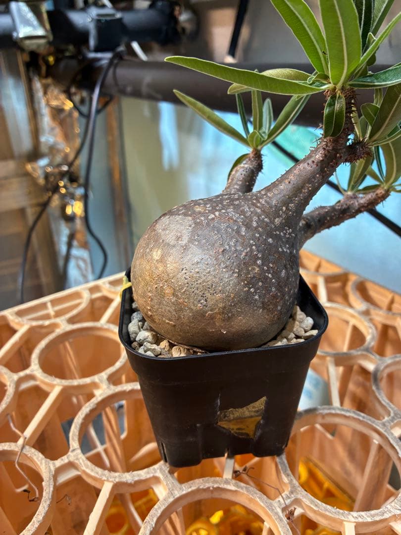 パキポディウム グラキリス　　【現地球】 発根済　良型