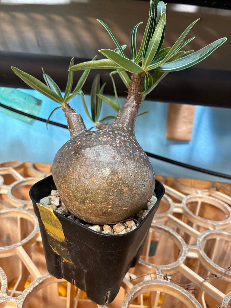 パキポディウム グラキリス　　【現地球】 発根済　良型