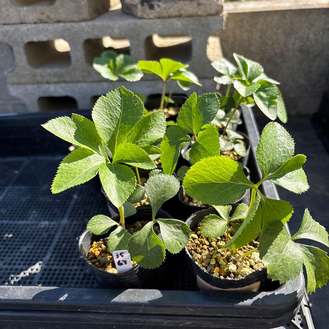 ピンクスパイラル×プレミアムプリマヴェーラモーリーメビウス