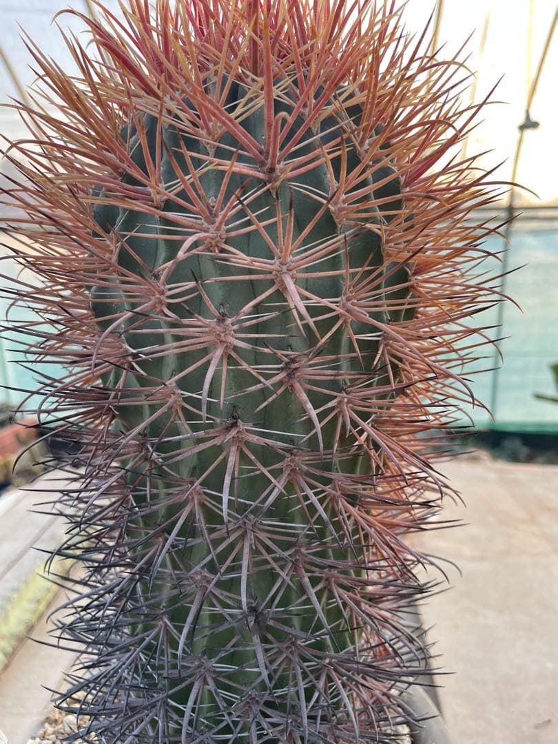 サボテン フェロカクタス 貴重 赤棘金冠竜 ハイブリッド 古株 巨大株
