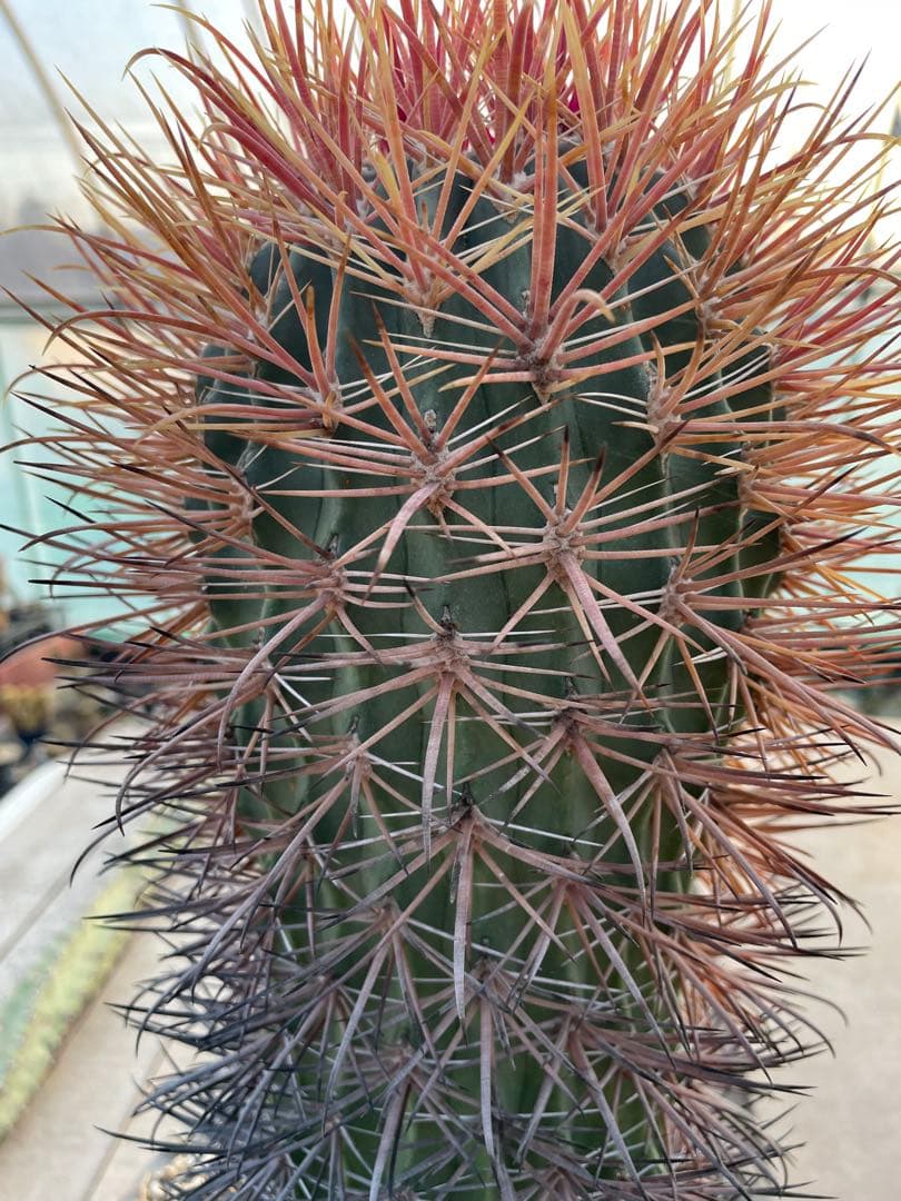 サボテン フェロカクタス 貴重 赤棘金冠竜 ハイブリッド 古株 巨大株